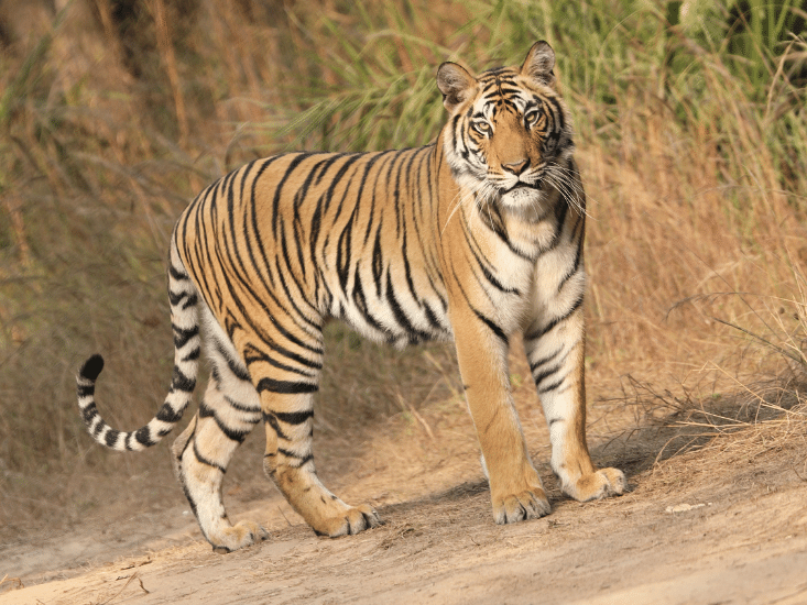 Royal Bengal Tiger in Ranthambhore National Park, India